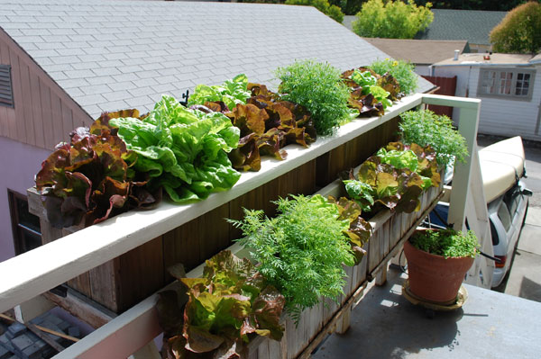 http://www.grow-it-organically.com/images/balcony-farm-bwb201008-1-l.jpg