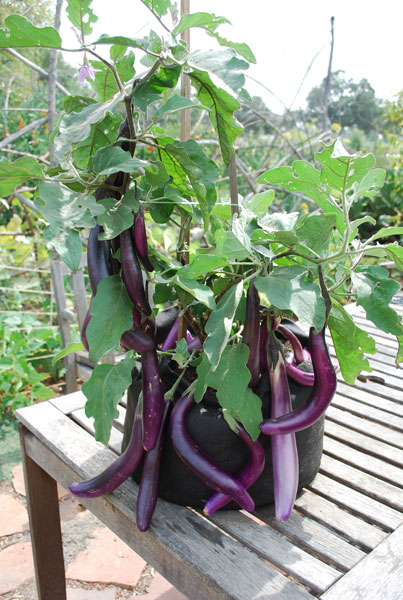 Growing Eggplants In Containers Container Gardening 400 x 300