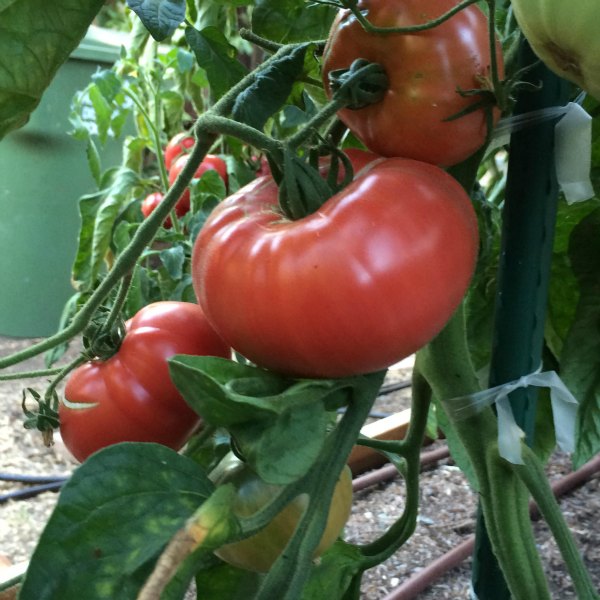How do you grow brandywine tomatoes?