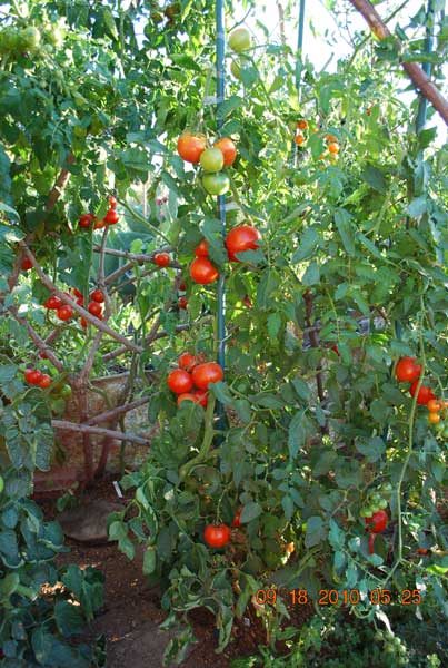 varieties of tomatoes. Heirloom Tomato Varieties