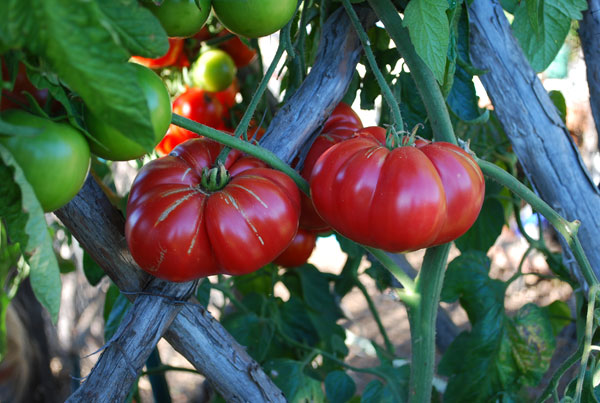Tomato Varieties—#39;Caspian Pink varieties of tomatoes. Tomato Varieties—#39;Caspian Pink