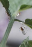 Aphids attacking tomato leaves