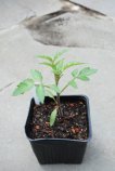 'Enchantment' Tomato Seedling