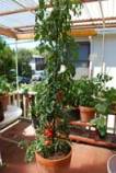 'Carmello' Tomato Growing in a 15-gallon Terra-Cotta Pot--Week 13