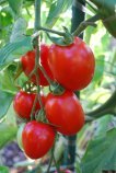 'Enchantment' Tomatoes are a Good Choice for Cool-Summer Gardens