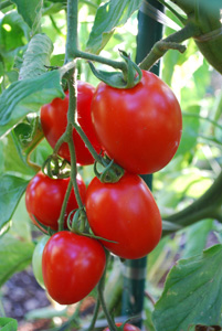 'Enchantment' Tomatoes are a Good Choice for Cool-Summer Gardens