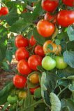 Tomato Varieties–'Sweet Cluster'