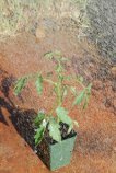 Watering Tomatoes