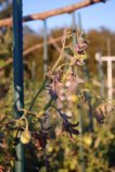 Tomato Diseases–'Western Yellows'