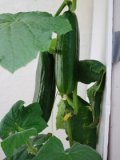 Cucumber Varieties—‘Bush Slicer’ in a Terra Cotta Pot