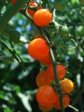Cherry Tomato Varieties—‘Sungold’