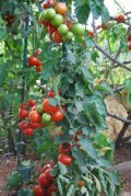 Growing Tomatoes ‘Italian-Grandfather-style’:  Train the Plant to 1 or 2 Leaders and Spiral Them Up a Stake, Tying Every 8”.  Fruit Sets in Fat Clusters Along the Stake