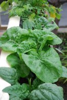 ‘Zen Green’ Growing in a Window Box