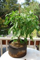‘Early Jalapeno’ in a 7-gallon Smart Pot with Organic Soil Amendments, 10 Weeks After Transplanting 