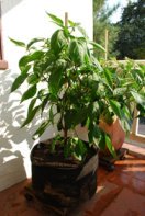 ‘Early Jalapeno’ in a 7-gallon Smart Pot with Organic Soil Amendments, 3 Months After Transplanting