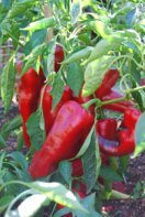 'Carmen' Bull's Horn (Corno di Toro) Pepper