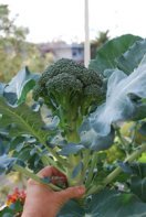 Harvesting Broccoli—'Diplomat' 2