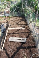 Planting Peppers—Amending Soil 2
