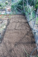 Planting Peppers—Amending Soil 3