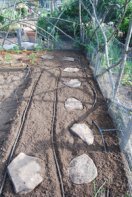 Planting Peppers—Restoring Drip Lines and Stepping Stones