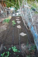 Reset Drip Irrigation Lines and Steppingstones
