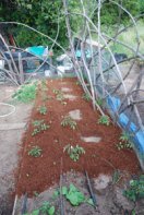  Plant Tomato Seedlings, Mulch Bed 