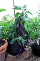 Growing Eggplant ‘Farmer’s Long Purple’ in a 7-gallon Smart Pot