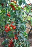 Growing Tomatoes ‘Italian-Grandfather-style’. Fruit Sets in Fat Clusters Along the Stake