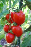 Tomato Varieties—'Enchantment' 2