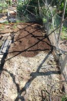 Planting Peppers—Amending Soil 1