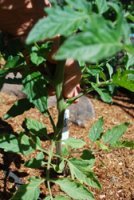 Pruning Indeterminate Tomatoes 2