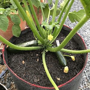 15 or 20 Gallong Spring Pots are Just the Right Size for Growing Summer Squash