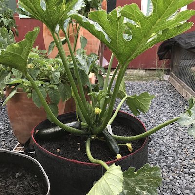 15-Gallon SpringPots and Fabric Burners are Great for Growing Zucchini