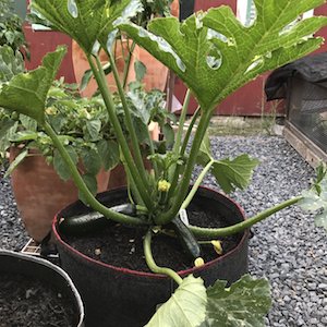 15-Gallon Sequoia SpringPots are Great for Growing Zucchini