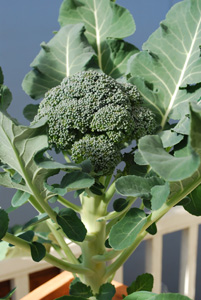 Harvesting Broccoli 1a