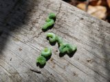 Lettuce Loopers About to Meet the Chickens