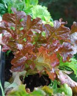 Lettuce Varieties—‘Blushed Butter Oak’