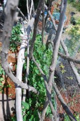 Tomatoes Growing Through a Redwood Branch Trellis 3