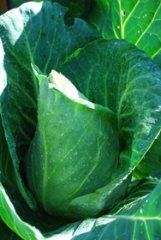 ‘Caraflex’ Cabbage