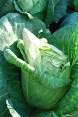 Splitting Cabbage