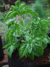 Shaping Basil Plants:  Cut Off Main Shoot Above a Leaf Junction to Encourage Bushy Habit