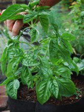 Shaping Basil Plants:  Cut Off Main Shoot Above a Leaf Junction to Encourage Bushy Habit