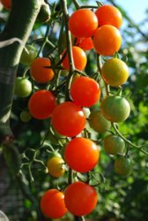 Tomato Varieties—'Sungold' on the Vine