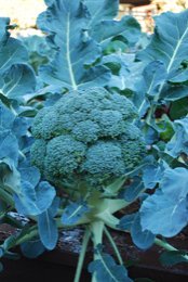 Broccoli Varieties—'Fiesta'