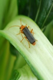 Soldier 
Beetles are Voracious Aphid Predators