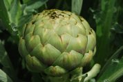 ‘Globe’ Artichoke from Page’s Garden 