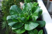  Asian Greens—‘Vitamin Green’ in a Window Box 