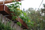 Green Beans Growing in Balcony Farm Window Boxes