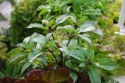 Lettuces and Basil Growing in a Window Box Closeup