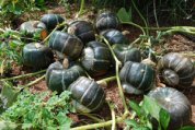 Growing Squash—‘Bonbon’ Buttercup